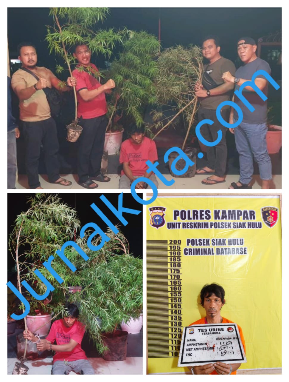 Unit Reskrim Polsek Siak Hulu Berhasil Ungkap Kasus Narkotika Jenis Ganja, 1 Tersangka Diamankan